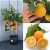 SAVINI VIVAI L'ARTE DI FARE NATURA SAVINI VIVAI Pianta di Arancio Albero di Agrumi Arancio Navellina in Vaso da 20 cm Altezza 70 cm 2-3 Anni di innesto Made Italy
