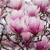 Vivaio di Castelletto Magnolia giapponese Magnolia soulangeana pianta in vaso 9x9 cm - Vivaio di Castelletto