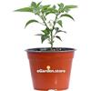 eGarden.store Pianta di Peperoncino Piccante Capiscum diverse varietà pianta ornamentale da esterno peperoncino commestibile da tavola pianta vera venduta da eGarden.store (Hot Banana)