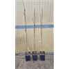 Generico Set di 3 Piante di Pistacchio (1 maschio, 2 femmina) Pistacia Reale, Altezza piante 140cm