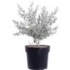 eGarden.store - Pianta vera di Leptospermum Laniger Silver Sheen o Manuka - Altezza pianta: 45 cm Diametro vaso:24 cm - Arbusto dalla fioritura bianca e resistenza alle basse temperature da esterno