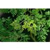 Generic Semi di bacchetta di Moringa Oleifera biologica da 100 pezzi | Non OGM | per germogliare, piantare, cucinare. Semi non trasformati, semi freschi da giardino, scelta dei giardinieri!