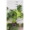 Vivaio Garden Forest Philodendron Selloum (pianta della speranza) - vaso 24 cm - filodendro tropicale da interno, foglie grandi decorative