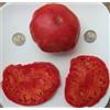 Generic Libanesi di Omar - sementi biologiche Pomodoro - Libano bistecca - 40 Semi