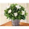 Vivaio di Castelletto Gardenia jasminoides pianta in vaso ø19 cm fiori profumatissimi Vivaio di Castelletto