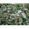 Vivaio Garden Forest - Eleagnus Ebbingei (Olivagno) - Arbusto Sempreverde H 140 cm in Vaso18 cm, Ideale per Siepi o Barriere Frangivento - Pianta Resistente, Foglie Verdi Argentee, FOTO REALI
