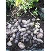 Generic 10 di Patate Tuberi Piccolo Viola - Viola Chair - Variété du patrimoine français