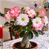 CUIKWA Rosa del Deserto Rara/Perenne Resistente/Tubero di Rosa del Deserto/Rara/Bassa Manutenzione/Decorazione d'Interni-2 Rizoma-C