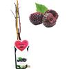 POWERS TO FLOWERS - RUBUS OCCIDENTALIS BLACK JEWEL, PIANTA DI LAMPONE NERO, piante vere