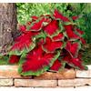 CZ Grain Florida Cardinal Caladium Bulbi per piantare - foglie perenni a forma di cuore, fogliame rosso e verde vibrante per giardini all'ombra, contenitori ed esposizioni interne (5 lampadine)