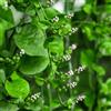 Generic Spinaci Malabar - rare decorative in vaso da balconedi giardino di all'aperto rampicanti da giardino roccioso, 100semi