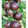 NATURAVIVA BASSANO PIANTA DI UVA SPINA NERA EASY CRISP LADY LATE® 100% BIOLOGICA (1 pianta)
