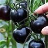 Generic Pomodori Neri. Pomodoro Kumato - 25 semi - Pomodoro a fette - Cimelio spagnolo di wbut2023 di wbut2023
