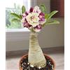 Generic Rosa del deserto,Große Blütenpflanzen sind exquisit mit engen Blütenblättern,Stile unico fiore carino magico-1,1bulbi