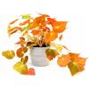 POWERS TO FLOWERS - BEGONIA REX AUTUMN EMBER, IN VASO CERAMICA AFRICA, VASO 13 CM DIAMETRO, pianta vera