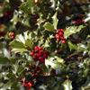 le Georgiche Vivai le Georgiche - Pianta vera di Ilex aquifolium Alaska Agrifoglio 'Alaska' - vaso Ø 24 cm