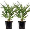 Bloomique - Set di 2 - Chamaerops Humilis - Palma Nana Europea - Palma da Giardino - Resistente al Freddo - Alta 60-70 cm - Vaso 19 cm