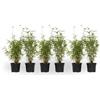 Plant in a Box - Fargesia nitida 'Red Dragon' - Set di 6 - Bambù rosso - Vaso 17cm - Altezza 50-70cm - non invasiva - Sempreverde Resistente