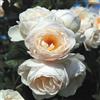 Rose Barni Uetersener Klosterrose®, rosa in vaso di Rose Barni®, pianta di rosa rampicante rifiorente, altezza raggiunta fino a 3,5 metri, grandi fiori a coppa di colore bianco crema, profumati, Cod. 16087