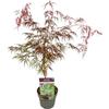 Vivaio di Castelletto Acero rosso giapponese Acero palmatum dissectum Inaba Shidare pianta in vaso ø19 cm Vivaio di Castelletto