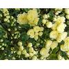 generico AMDGarden Pianta di ROSA BANKSIAE LUTEA fiore giallo rampicante SENZA SPINE vaso 18 cm
