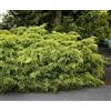 Vivaio di Castelletto Ginepro tappezzante Juniperus x pfitzeriana Aurea pianta in vaso ø11 cm