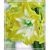 Generic Décoration de fleurs perenni Amaryllis Garden Scelta Multipla Paesaggistica Cortile,Casa a colori,-4Bulbis,D