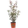 eGarden.store Pianta di Photinia Fraseri Red Robin Pianta di Fotinia pianta da esterno pianta da giardino pianta ornamentale di Photinia pianta da siepe pianta vera venduta da eGarden.store (Vaso 17 cm)