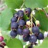 Generic Amelanchier alnifolia (commestibile, resistente ai colori autunnali)