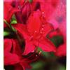 POWERS TO FLOWERS - AZALEA MOLLIS ROSSA XXL, AZALEA DA ESTERNO, vaso 26cm, pianta vera