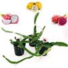 POWERS TO FLOWERS - PITAYA TRIS: GIALLA, A POLPA ROSSA e BIANCA, FRUTTO DEL DRAGO, HYLOCEREUS UNDULATUS, DRAGON FRUIT, 3 PIANTE, piante vere