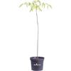 eGarden.store Pianta vera di Evodia Daniellii o Tetradium Daniellii Evodia Albero Del Miele pianta mellifera ornamentale da esterno venduta da eGarden.store