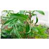Seeds & Plants Shop by Ipsa Pezzi - 60x Eclipta Prostrata Margherita Giardino Piante - Seme ID97 - Seeds & Plants Shop by Ipsa