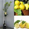 SAVINI VIVAI L'ARTE DI FARE NATURA SAVINI VIVAI Pianta di Limone Albero Agrumi Limone Ovale di Sorrento in Fitocella Altezza 100-120 cm di 1 anno di Innesto Made Italy