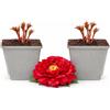 POWERS TO FLOWERS - PAEONIA ERBACEA, PEONIA ROSSA, 2 PIANTE, PIANTE DI 2 ANNI, piante vere