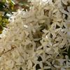 le Georgiche Vivai le Georgiche - Pianta vera di Clematis armandii - vaso Ø 15 cm