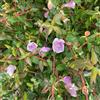 le Georgiche Vivai le Georgiche - Pianta vera di Abelia x grandiflora Pinky Bells Abelia 'Lynn' - vaso Ø 22 cm - altezza alla vendita 30-40 cm
