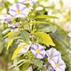 Generic Semi di Solanum Rantonnetii - semi di prato giardino giardino esotico primavera decorazione balcone 400pcs