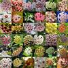 Generic 32680226923ST Hoya Kerrii Seed Hoya Family Bonsai Giardino Forniture Mix Confezione da 100