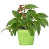 Gasa Pianta di Salvia Ananas su Vaso cm 14 in Confezione da 3 Piante