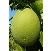 eGarden.store pianta di pomelo albero di pomelo albero di pomelo in vaso età 2 anni pianta di agrumi vera venduta da eGarden.store
