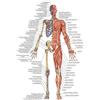 Supkancl Immagine di Arte della Parete Corpo Umano Scienza Scuola Istruzione Trigger Points Tabella Anatomia INFORMATIVA Tela for Pittura Poster Decor(E,30X40cm Frameless)