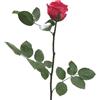 Verde stabilizzato Rosa Stabilizzata Vera, Fiori 100% Made in Italy - Rosa Eterna, Pronta con Nastrino - Idea Regalo Mamma, Anniversario, Donna e San Valentino, Rose Stabilizzate Stelo Piccolo (Rosa Scuro, 1)