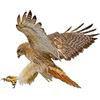 Asudaro Adesivo Aquila per Auto, 2 pcs Adesivo Aquila Volante 3d Aquila Animale Adesivo per Auto Adesivi per Auto Adesivi per Ali D'Aquila Adesivi per Emblema per Auto Adesivo per Carrozzeria Auto
