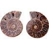 ANGGREK Ammonite Fossili Naturali 2 Pezzi del Madagascar per Decorazione Casa e Insegnamento Stile Retro con Storia Antica Diametro 4 cm