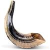 Ram Horn Shofar Natural Ram Horn Shofar with Curved Top and Ridges Ship From Israel