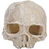 Agatige Teschio del Carro Armato di Pesci, Reptile Hide Resin Skull Fish Tank Decorazione Cave Statua del Teschio dell'Acquario Statua del Teschio Testa per la Decorazione