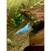 Generisch Felicità di Gamberi - Gamberi in vari colori e motivi - 5 pezzi (Blue Jelly - Neocaridina - azzurro chiaro)