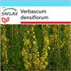 SAFLAX - Confezione regalo - Verbasco falso barbasso - 500 semi - Verbascum densiflorum
