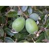 Vivaio Garden Forest Feijoa Sellowiana (Acca sellowiana) - Pianta da Frutto H 80 cm in Vaso - Fioritura Ornamentale, Frutti Profumati e Commestibili - Resistente a Freddo e Siccità
